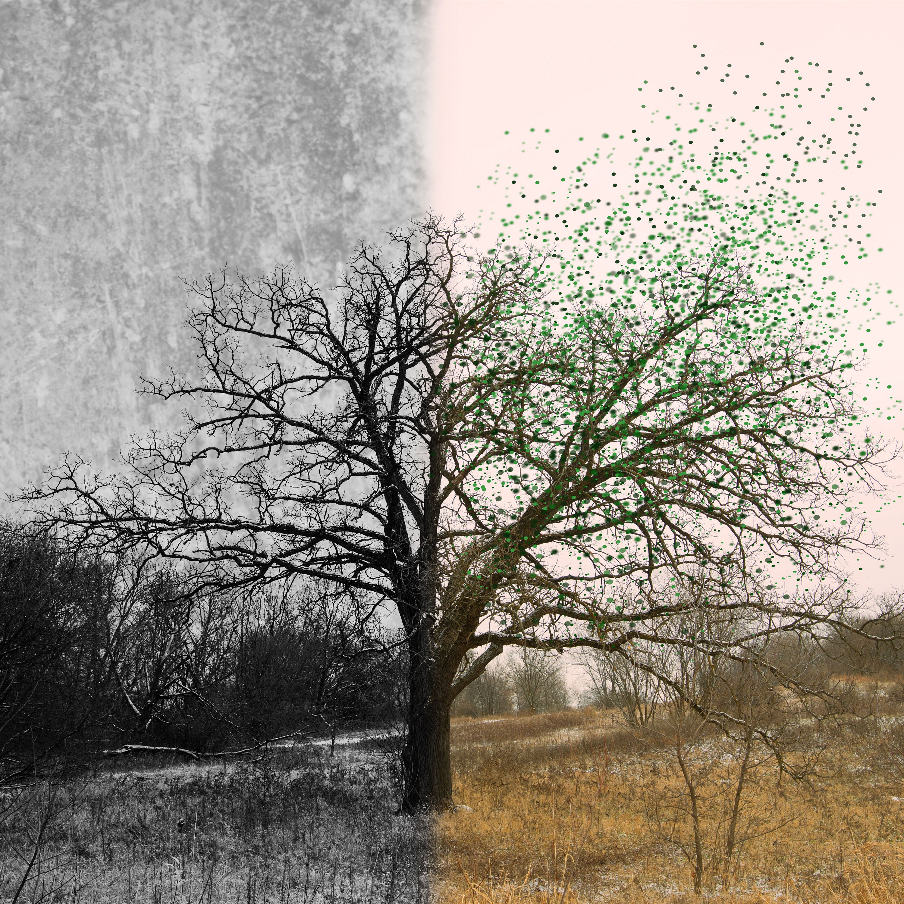 Julie Elfers Winter to Spring